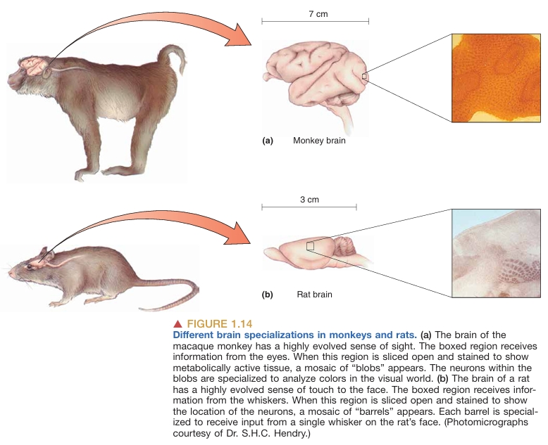 cerebrum-cerebellum image