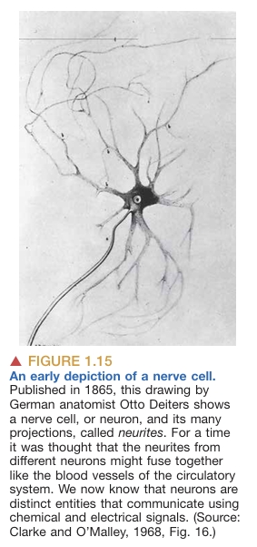 cerebrum-cerebellum image