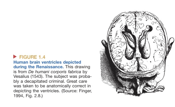 cerebrum-cerebellum image