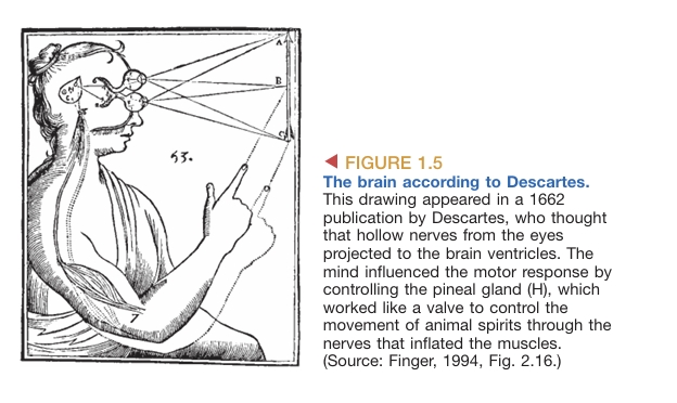 cerebrum-cerebellum image