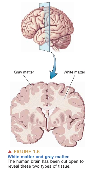 cerebrum-cerebellum image