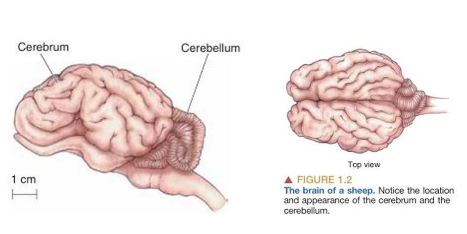 cerebrum-cerebellum image