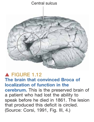 cerebrum-cerebellum image