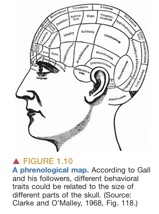 cerebrum-cerebellum image