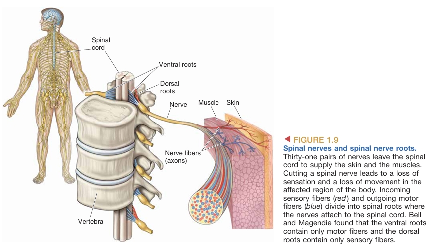 cerebrum-cerebellum image