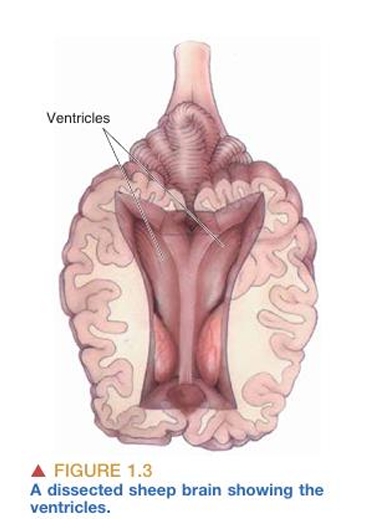 cerebrum-cerebellum image